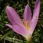 Colchicum autumnale Flor