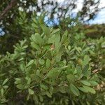 Leptospermum laevigatum Blad