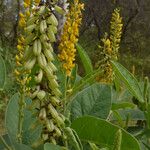 Crotalaria mitchellii Цветок