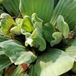 Pistia stratiotes Листок