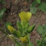 Diplotaxis muralis Flower