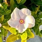 Catharanthus coriaceus Flower