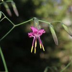 Prenanthes purpurea Flower