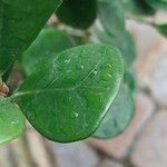 Ficus natalensis ᱥᱟᱠᱟᱢ