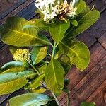 Ixora finlaysonianaFuelha