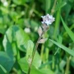 Myosotis minutiflora Fula