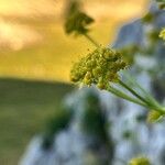 Bupleurum petraeum Fleur