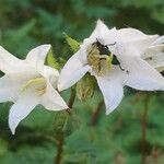 Campanula trachelium Flor