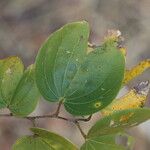 Piliostigma thonningii Φύλλο
