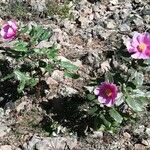 Paeonia corsica Flower