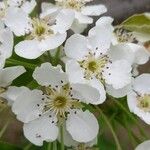 Pyrus bretschneideri Flower