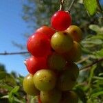 Smilax aspera Mbuma