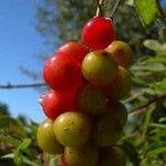 Smilax aspera Fruit