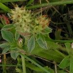 Trifolium striatum Frukto