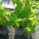 Costus woodsonii Hoja