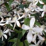 Clematis armandii