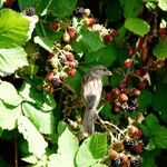 Rubus fruticosus Fuelha