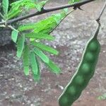 Vachellia nilotica Blatt