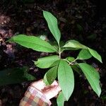 Ixora nicaraguensis Leaf