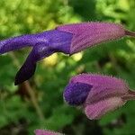 Salvia semiatrata Flower