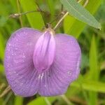 Centrosema virginianum Flower