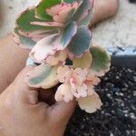 Kalanchoe fedtschenkoi Hoja