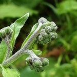 Cynoglossum amabile Λουλούδι
