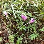 Colchicum autumnaleLorea