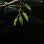 Berberis aristata Habit