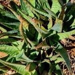Aloe maculata Hoja