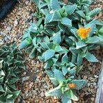 Faucaria tigrina Vivejo