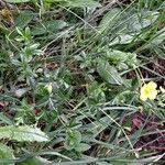 Potentilla erecta Habit