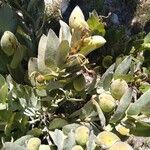 Gomphocarpus swynnertonii आदत