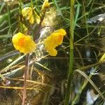 Utricularia vulgaris Цветок