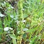 Rumex obtusifolius Plante entière