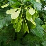 Acer tataricum Fruit