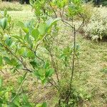 Aronia arbutifolia Habit