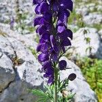 Aconitum napellusFiore