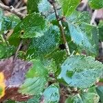 Crataegus uniflora Hoja