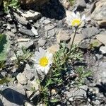 Leucanthemopsis alpina 形態
