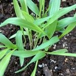 Chasmanthium latifoliumLevél