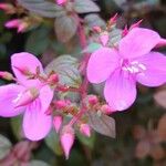 Centradenia inaequilateralis Flower