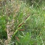 Carex flacca Blodyn