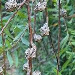 Hakea salicifolia Frucht