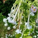 Nicotiana sylvestrisFlower