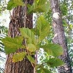 Quercus pachyloma Leaf