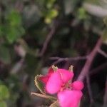 Escallonia rubra 花