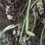 Lepisorus thunbergianus Leaf