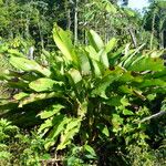 Calathea lutea Folio