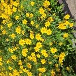 Bidens ferulifolia Virág